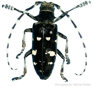 Asian Longhorned Beetle