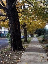Street Trees reduce Greenhouse Gases!!