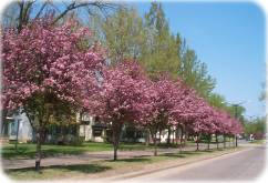 Street Trees reduce surface temperatures!!